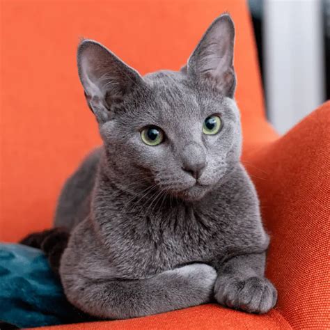 are russian blue cats hypoallergenic